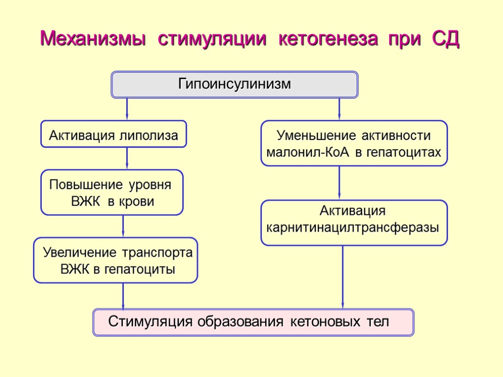 Механизмы стимуляции кетогенеза при СД Гипоинсулинизм Активация липолиза Повышение уровня ВЖК в крови Увеличение